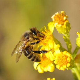 Inula viscosa Honey