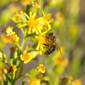 Inula viscosa Honey