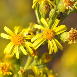 Inula viscosa Honey