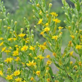 Inula viscosa honig