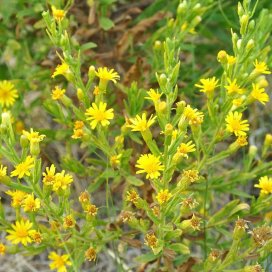 Inula viscosa Honey