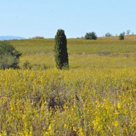 Inula viscosa Honey