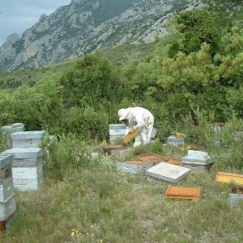 Travail sur les ruchers à Thym