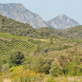 Mel de Garrigue Farigola