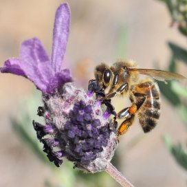 Lavanda Marítima