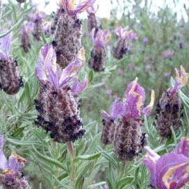 Les fleurs de forme cylindrique sont disposées en épis