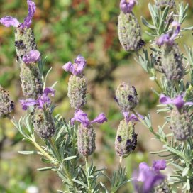 Wild Lavender