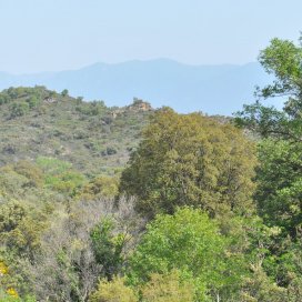 Vue d'un rucher de production de miel de lavande maritime