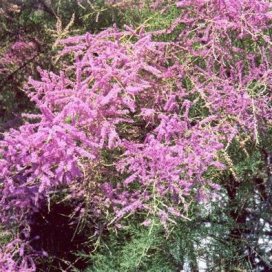 Tamarisk Honey