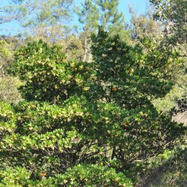 Strawberry Tree Honey