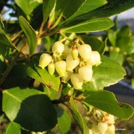 l'arbousier fleurit dans la garrigue au mois de novembre