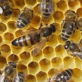 Haselnuss - Honig - Aufstrich