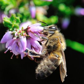 La callune produit peu de nectar mais à la fin de l'été c'est une source quasi unique pour les abeilles en montagne