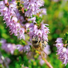 Une fleur d arrière saison tres attractive pour les abeilles