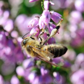 Le Pollen de bruyère constitue à l'automne un apport non négligeable pour la colonie en stimulant la ponte de la rei