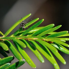 fourmi butinant le miellat sur un rameau de sapin