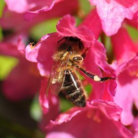 Rhododendron Honey