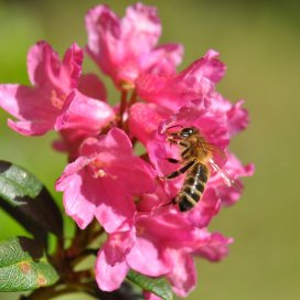 Miel de Rhododendron