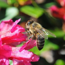 Rhododendron Honey