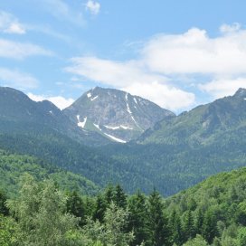 Miel de Rhododendron