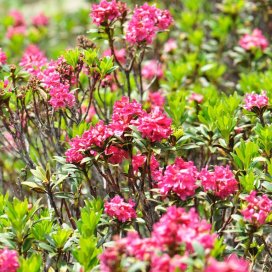 Miel de Rhododendron