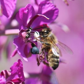 Une curiosité que ce pollen bleu d 'Epilobe !