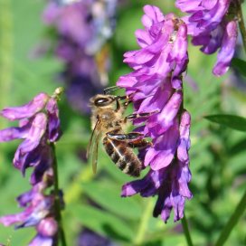 La Vesse est une des plantes de montagne les plus visitées par les abeilles