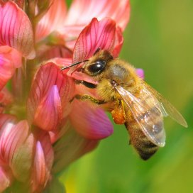 Sainfoin de Montagne