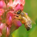 Le Sainfoin de Montagne autrefois cultivé dans les Pyrénénes est également tres attractif pour les abeilles