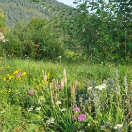 Flore de montagne