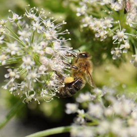 l' Angélique des montagnes pousse le plus souvent dans les fonds de vallée près des ruisseaux