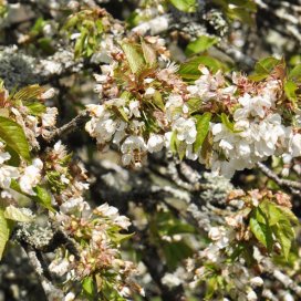 Merisier en fleurs