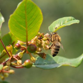 Buckthorn Honey