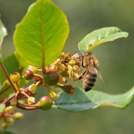 La Bourdaine: plante très mellifère