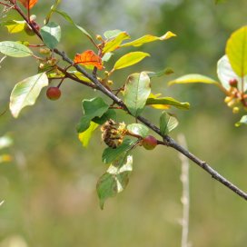 Buckthorn Honey