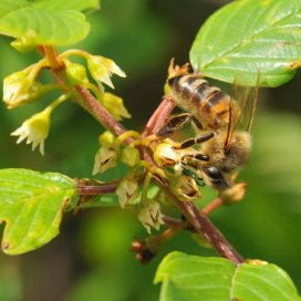 Buckthorn Honey