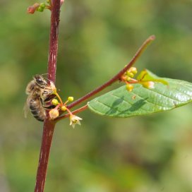 Buckthorn Honey