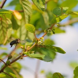 Buckthorn Honey