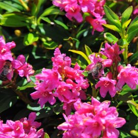 la fleur de Rhodendron