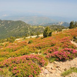 Dans les Pyrénées, à partir de 1000m d altitude le rhododendron se répand largement sous forme buissonnante