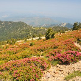 Miel de Rododendro