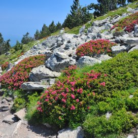 un joli massif de rododendron sur le Canigou