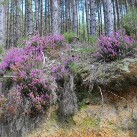 On trouve la bruyère Erica dans les sous-bois Pyrénéens