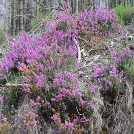 Mel de Bruc Erica