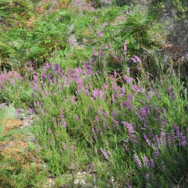 Mel de Bruc Erica