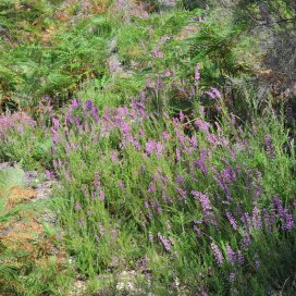 La bruyère Erica fleurit tout au long du mois de juillet