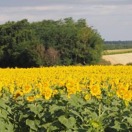 Miel de Tournesol