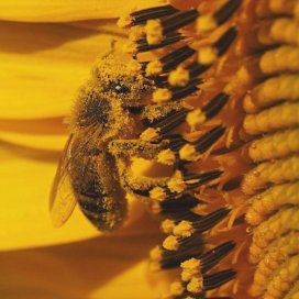 Sonnenblumenhonig