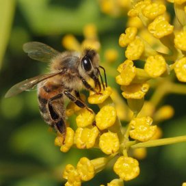 les capitules odorante de la fleur de Buplèvre