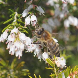 la Bruyère Blanche fleurit en avril